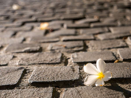 The White Plumeria Flower Falls on The Footpath in The Morningの写真素材