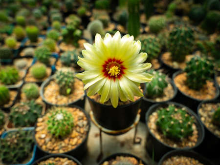 The Yellow Cactus Flower Blooming in The Cactus Shop