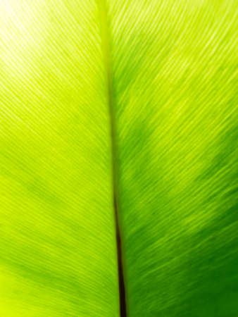 The Abstract of Bird of Paradise Leaf behind The Sun Light