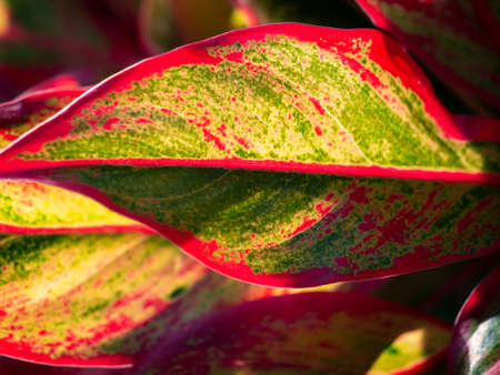 The Abstract of The Red Aglaonema Leaf behind The Sun Light