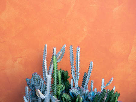 The Cactus Standing on The Yellow Pink Wall , Copy Space on Topの写真素材