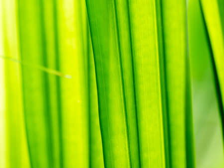 The Abstract of Striped Coconut Leaf behind The Sun Lightの写真素材