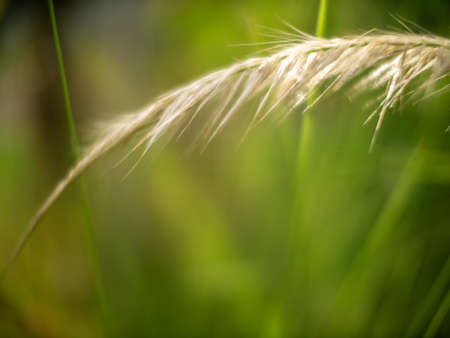 The Abstract of Grass Flowers Field in The Countryside behind The Sun Lightの写真素材