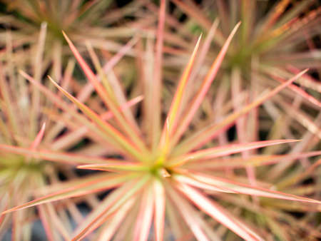 The Abstract of The Pointed of Rainbow Tree Leaf behind The Sun Light