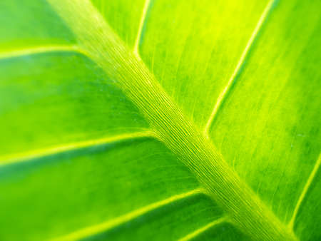 The Abstract of Crystal Anthurium Leaf behind The Sun Light