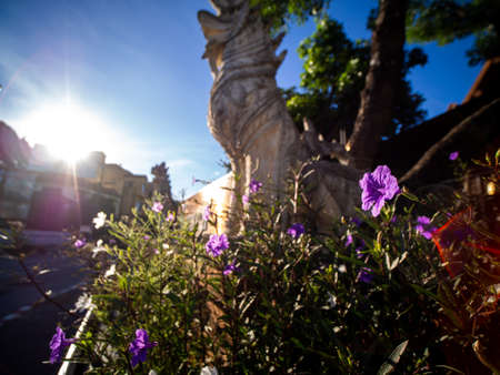 The Purple Relic Tuberosa Flowers Blooming behind The Lion Statue and The Sunの写真素材