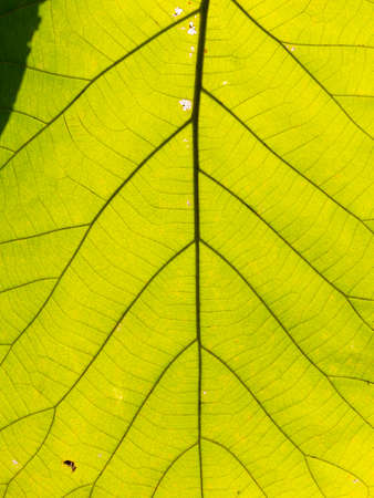 The Pattern of Teak Leaf behind The Sun Lightの写真素材