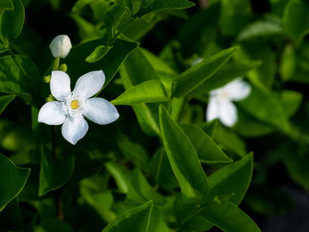The Gardenia Flowers Blooming in The Afternoonの写真素材
