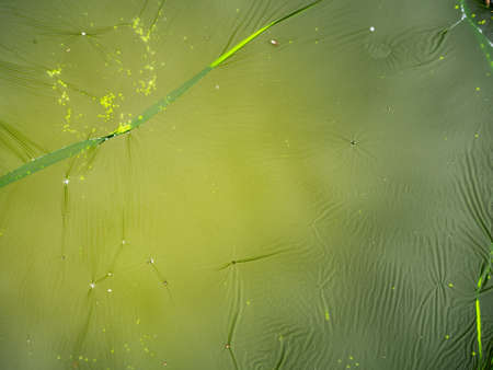Cracks of Surface of The Moss is Gathered into a Sheet on The Surface of The Water