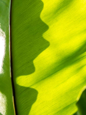 The Abstract of Bird's Nest Fern Leaf behind The Sun Light