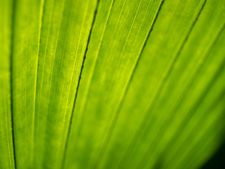 The Blur of Chinese Fan Palm Leaf behind The Sun Lightの写真素材