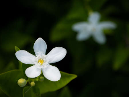 The Large Gardenia Flowers Blooming in The Gardenの写真素材