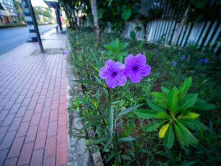 The Purple Twins Relic Tuberosa Flowers Blooming beside The Roadの写真素材