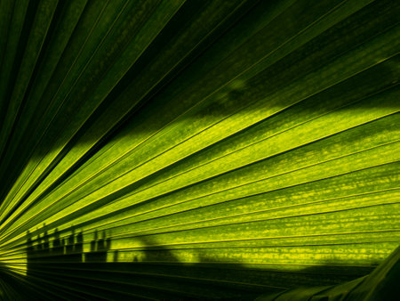 The Pattern of Fountain Palm Leaf behind The Other Silhouette Plant