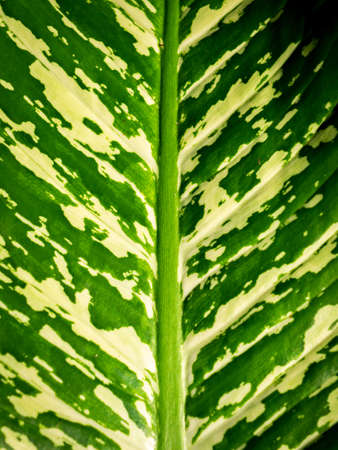 The Pattern of Dumb Cane Leaf in The Garden