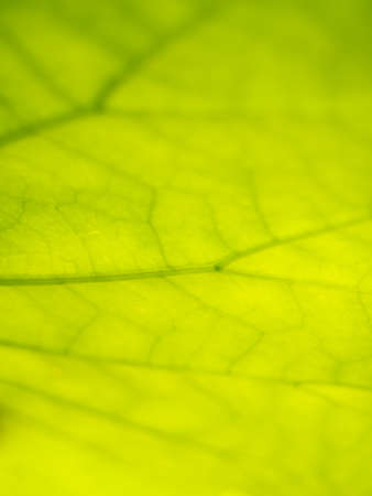 The Abstract of The Branch Lines of The Lotus Leaf in The Pondの写真素材