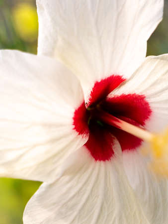 The White Hibiscus FlowPer Blooming in The Park , Side Viewの写真素材