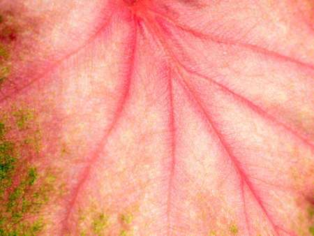 The Abstract of Pattern on The Fancy leaved Caladium Growing in The Park