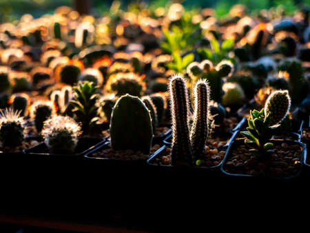 The White Thorn Towers Cactus Growing among The Another Cactus behind The Sun Light