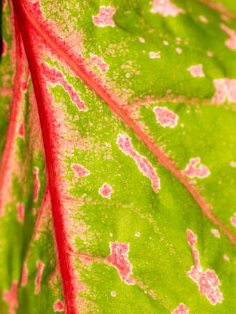 The Abstract of Pattern on The Fancy leaved Caladium Growing in The Parkの写真素材