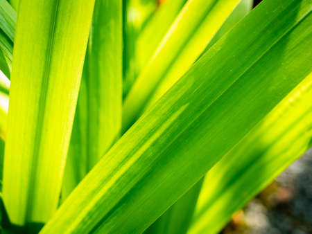 The Abstract of Walking Iris Textured Leaf in The Garden