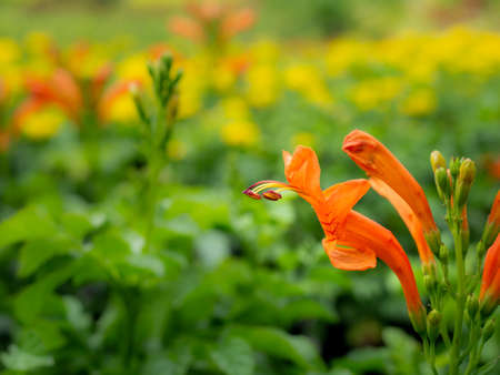 The Orange Trumpet Flowers Blooming in The Tree Shop behind The Yellow Background Flowersの写真素材