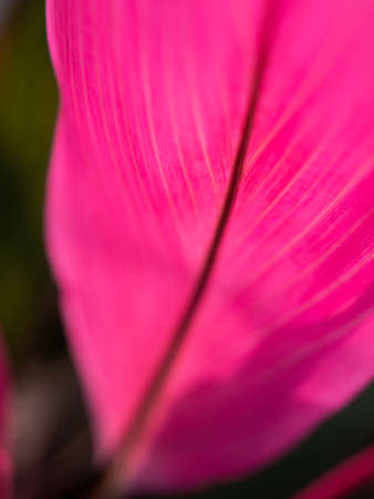 The Abstract of Blur of Red Dracaena Palm Leaf behind The Sun Lightの写真素材
