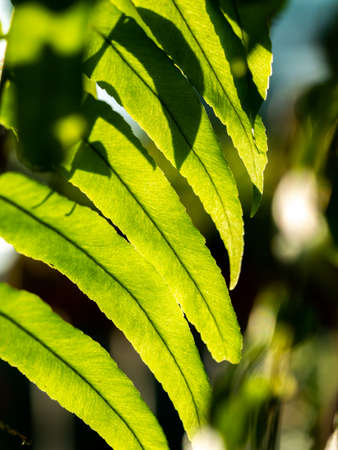 Holttum's Staghorn-Fern Hanging behind The Sun Light