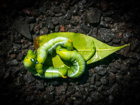 The Caterpillars Crawling on The Leaves in The Wet Floorの写真素材
