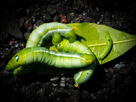 The Caterpillars Crawling on The Leaves in The Wet Floor