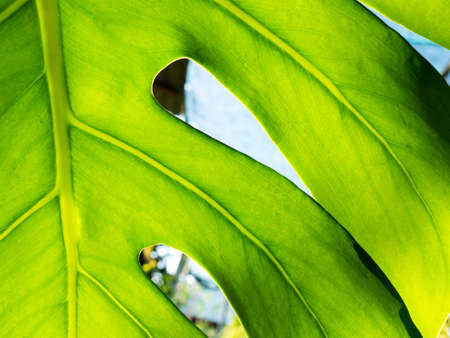 The Pattern of Monstera Leaf behind The Sun Lightの写真素材