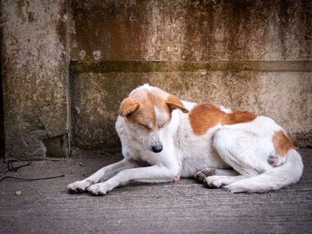 The White Stray Dog Sleeping and Sitting beside an Old Wallの写真素材
