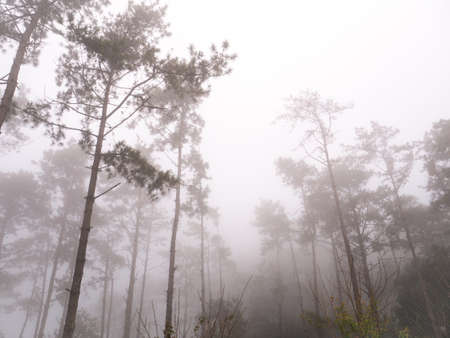 The Pines Forest Growing in The Mid Afternoon Fogの写真素材