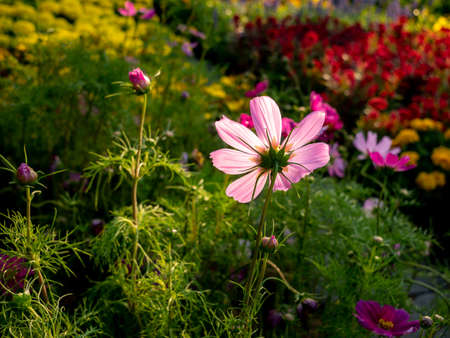 The Back of Pink Cosmos Flower Blooming in The Gardenの写真素材