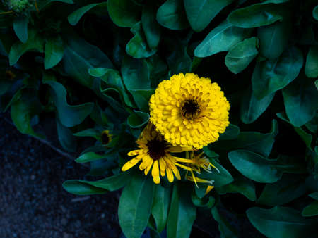 The  Calendula Flowers Blooming in The Field
