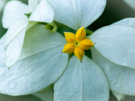 The Yellow Star Flower in Dona White Flowers in The Gardenの写真素材