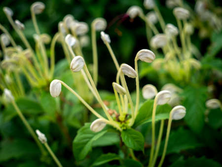 The Bouquet of White Buds Resembling Putter of Golf in The Gardenの写真素材