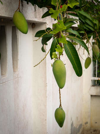 Mangos were Hanging from The Neighbor's House by The Old White Wallの写真素材