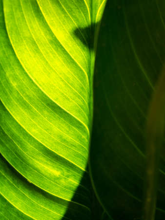 The Abstract of The Crystal Anthurium Leaf with Shadow behind The Sun Lightの写真素材