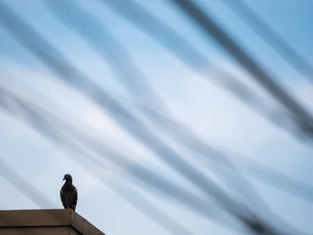 The Pigeon Stands on The Corner of The Roof , The Foreground is a Blurred of  Confused Wiresの写真素材