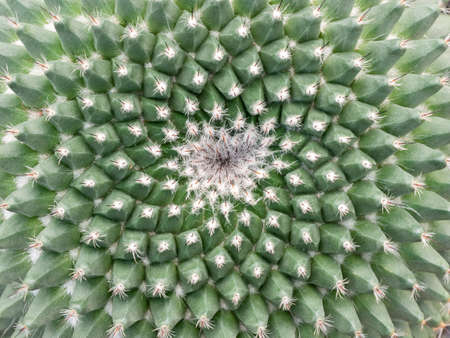 The Cactus has The Spiral Thorns and Revolves Around it in The Potの写真素材
