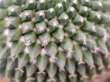 The Cactus has The Spiral Thorns and Revolves Around it in The Potの写真素材