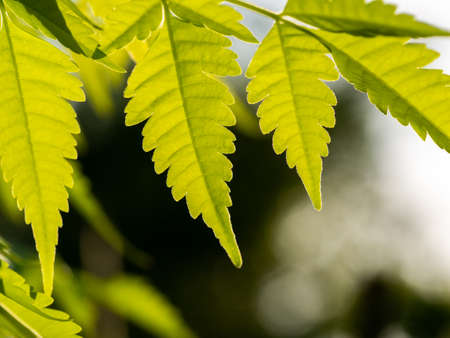The Pattern of Yellow Trumpet-Flower Leaves on The Tree