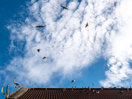 Dozens of Pigeons Flying from The Temple Red Roof behind The Clean Blue Skyの写真素材