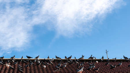 Dozens of Pigeons Standing Sunbathing on The Red Roofの写真素材