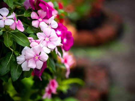 The Light Pink Madagasgar Periwinkle Flowers Hanging from The Potsの写真素材