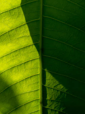 The Pattern of Mango Leaf with The Shadow in The Gardenの写真素材