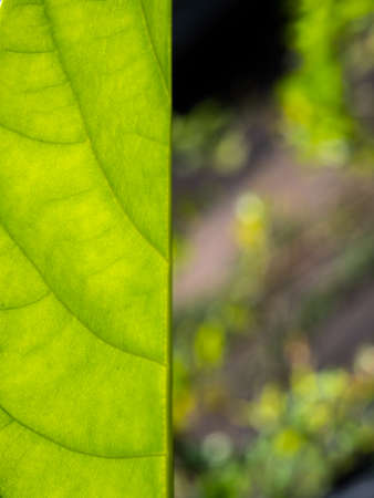 The Abstract Pattern of Jack Fruit Leaf in The Gardenの写真素材