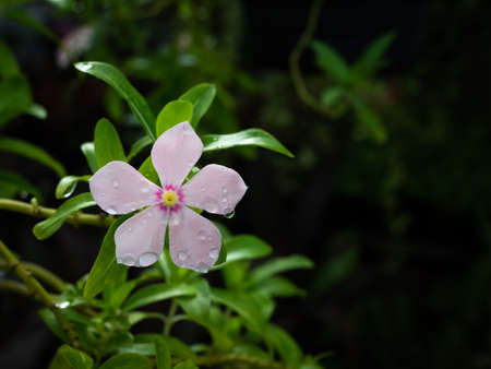 The Rain Drops on The LIght Pink Rose Periwinkle Hanging after Rainの写真素材
