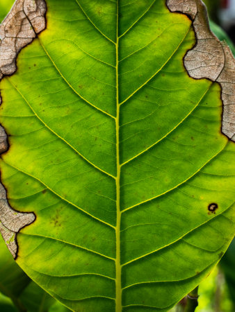 The Abstract Pattern of Rotten Jack Fruit Leaf in The Gardenの写真素材